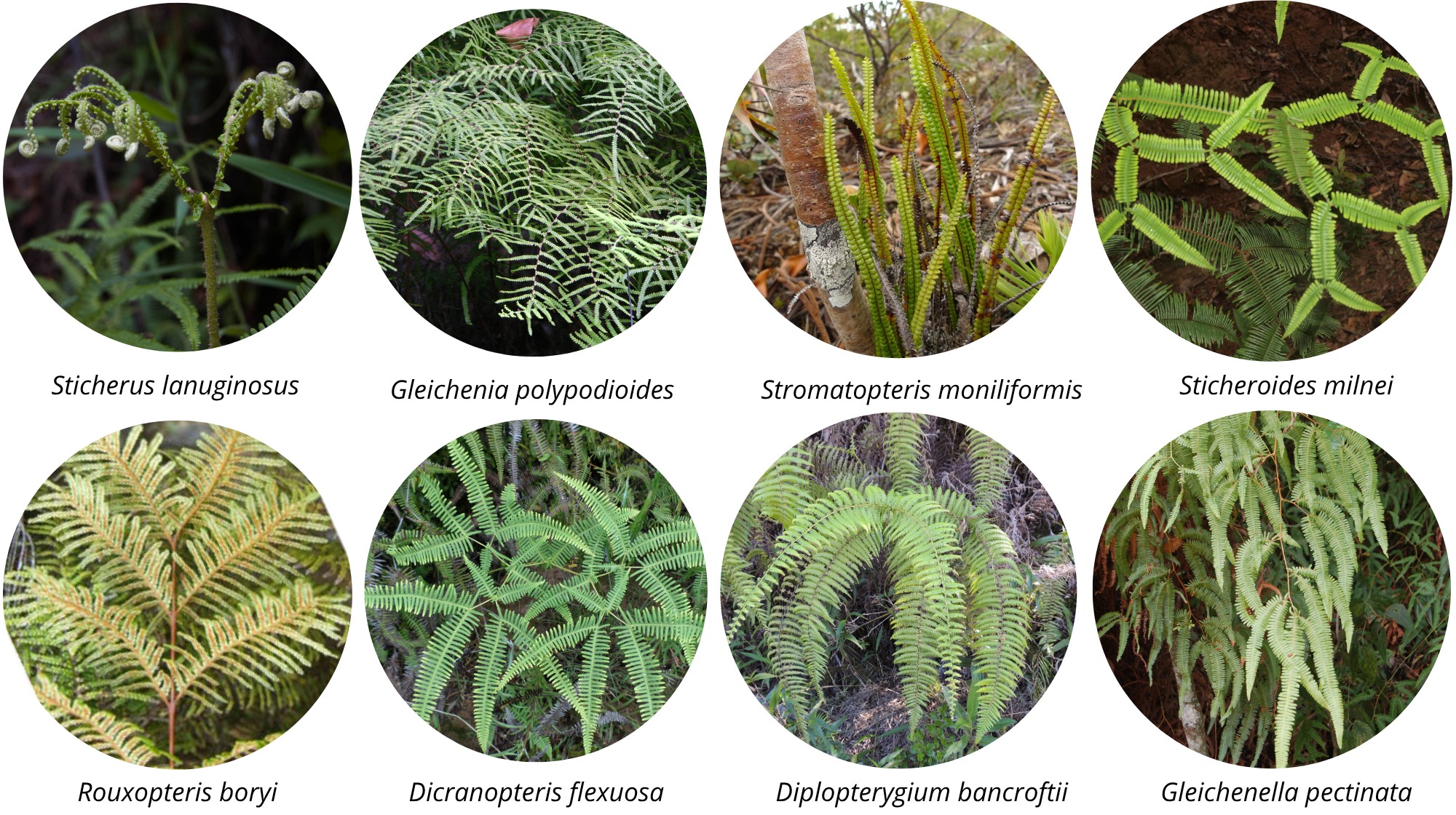 Image from article 1